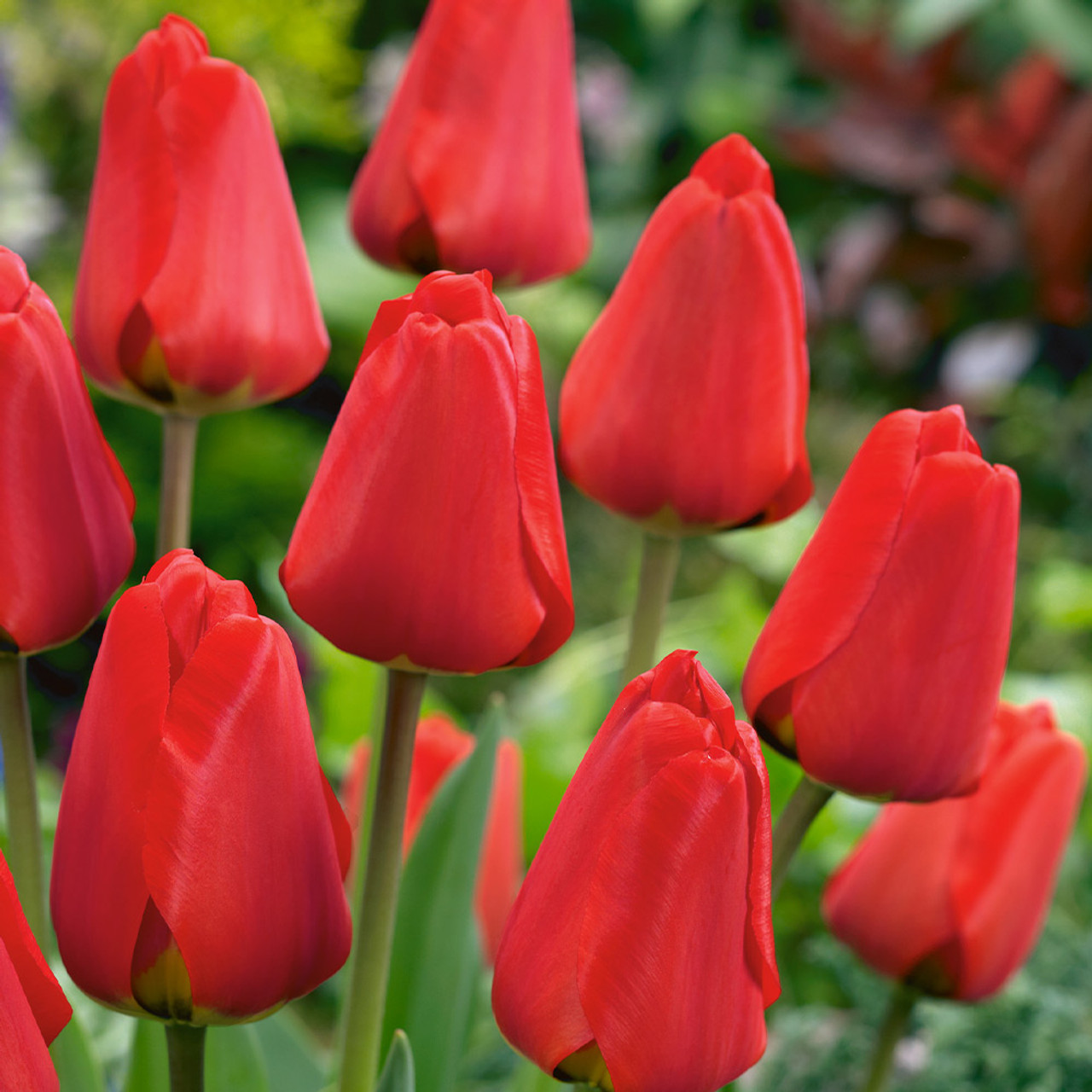 Tulipa 'Apeldoorn'